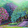 Rhododendrons in the Sunken Garden